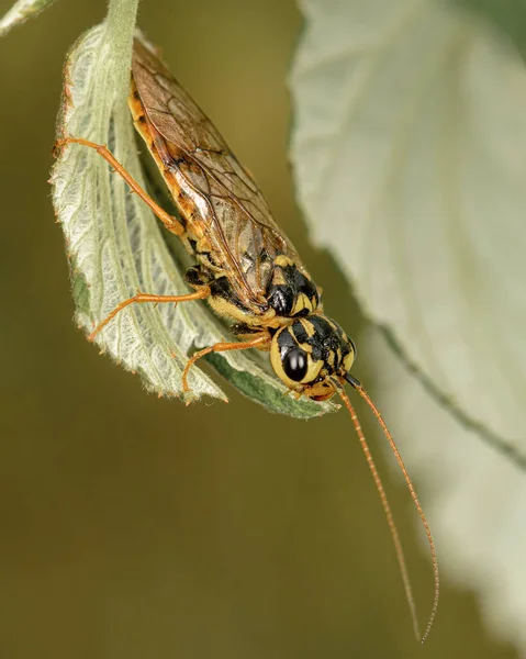 Acantholyda Posticalis Pinheiro Sawfly Close Filmado Território Altai — Fotografia de Stock