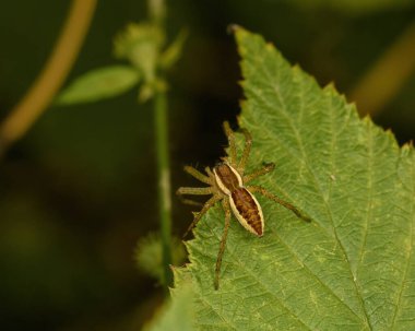 Yeşil bir yaprağın üzerindeki örümcek doğal çevrede yakınlaşır.