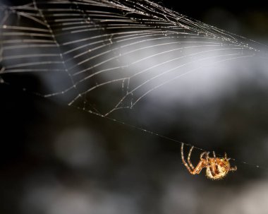 Karanlık bir arkaplanda örümcektir