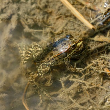Küçük kurbağa yarı sudan çıkmış, doğal çevreye yakın.