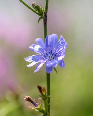 Yaban hindiba çiçeği güneş ışığına yakın çekim, arka planda bokeh