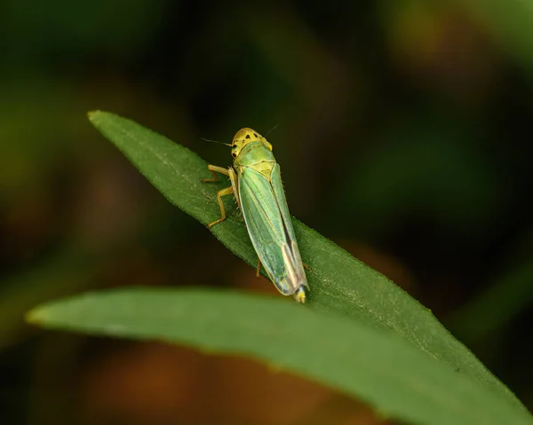Ένα Μικρό Πράσινο Cicada Κάθεται Ένα Πράσινο Φύλλο Κοντινό Πλάνο — Φωτογραφία Αρχείου
