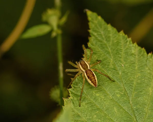 Yeşil bir yaprağın üzerindeki örümcek doğal çevrede yakınlaşır.