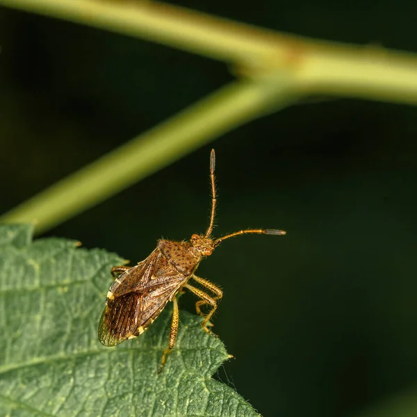 Insecte Forestier Brun Assis Sur Végétation Verte Gros Plan Sur — Photo