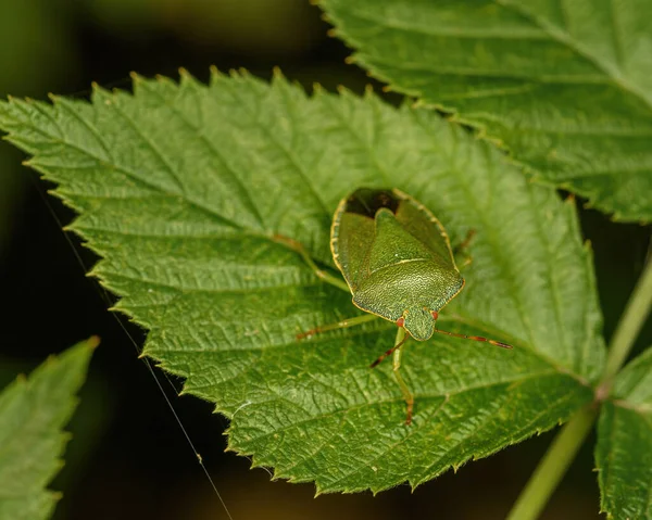 Insecte Forestier Vert Est Assis Sur Une Feuille Verte Gros — Photo