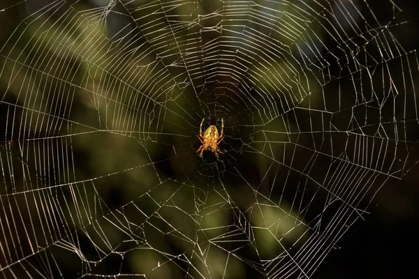 Karanlık Bir Arkaplanda Örümcektir — Stok fotoğraf