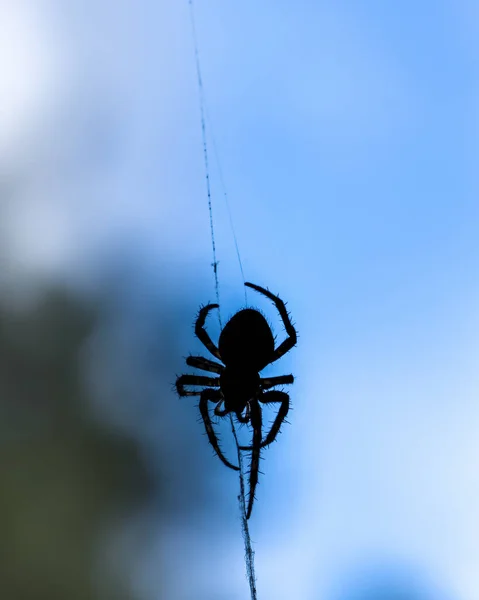 青い空に向かって網の上のクモの黒いシルエットをクローズアップし — ストック写真