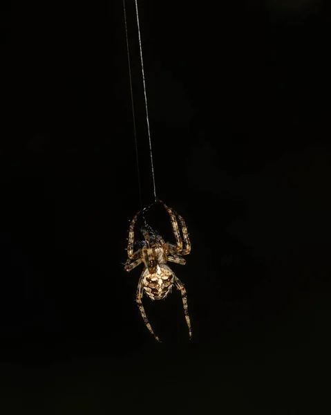 Spinne Auf Einem Netz Auf Schwarzem Hintergrund Nahaufnahme — Stockfoto