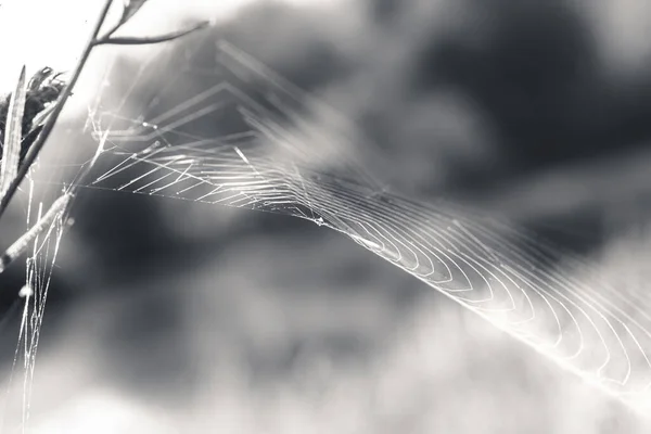 Pajęczyny Gałęziach Zbliżenie Czarno Białe Zdjęcie — Zdjęcie stockowe