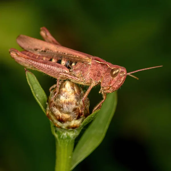 Gafanhotos Sentam Ramo Verde Uma Fábrica Close Condições Naturais — Fotografia de Stock