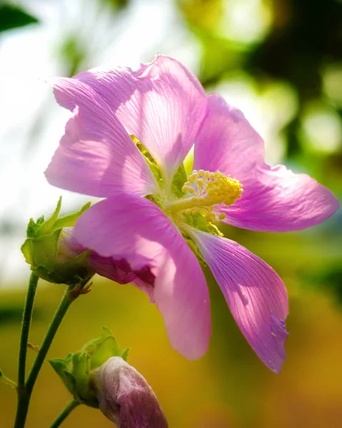 Field Flower Close Στο Φως Του Ήλιου Ένα Φυσικό Περιβάλλον — Φωτογραφία Αρχείου