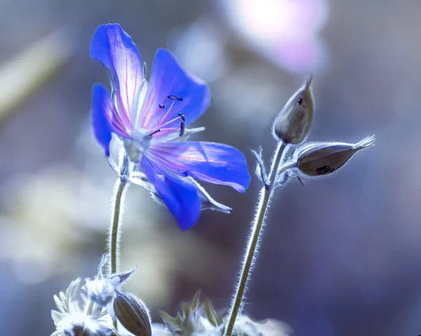 Pole Kwiat Zbliżenie Świetle Słonecznym Środowisku Naturalnym Tle Zieleni — Zdjęcie stockowe