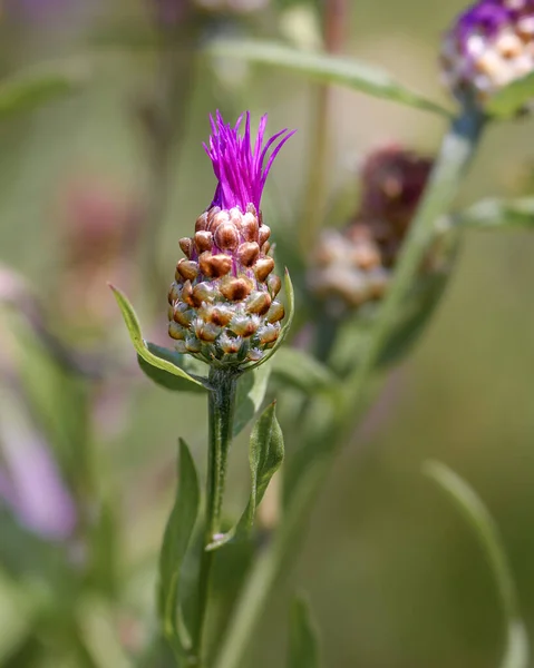 Dziki Kwiat Bud Zbliżenie Świetle Słonecznym Środowisku Naturalnym Tle Zieleni — Zdjęcie stockowe