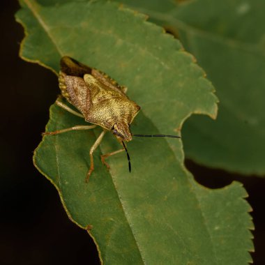 Yeşil bitki örtüsünün üzerinde oturan kahverengi orman böceği, doğal çevrede yakın plan.