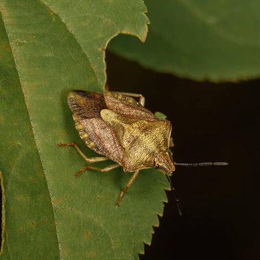 Yeşil bitki örtüsünün üzerinde oturan kahverengi orman böceği, doğal çevrede yakın plan.