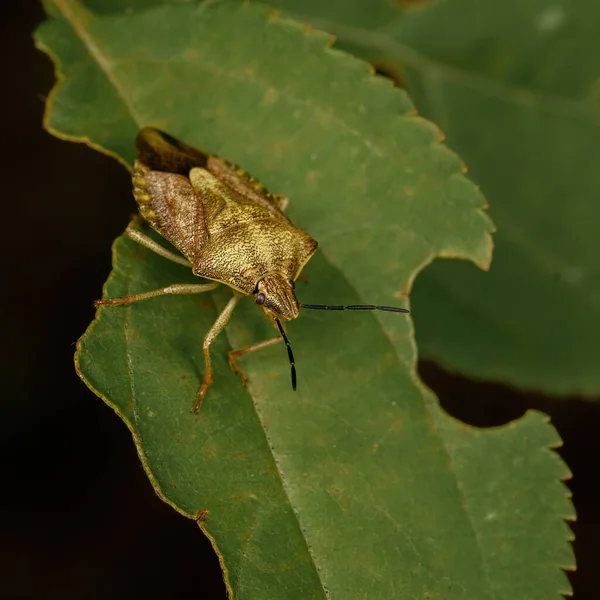 Yeşil bitki örtüsünün üzerinde oturan kahverengi orman böceği, doğal çevrede yakın plan.