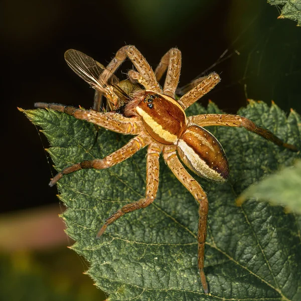 Yeşil bir yaprağın üzerindeki örümcek doğal çevrede yakınlaşır.