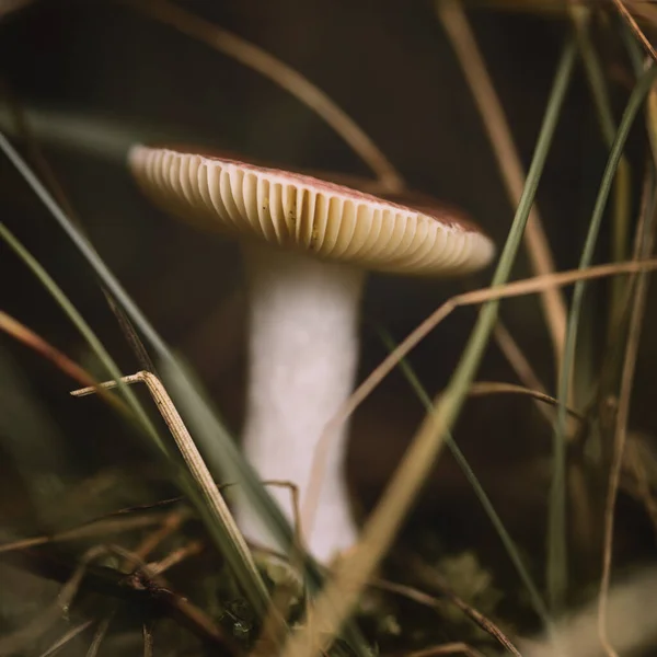 Grzyby Lesie Trawie Bliska Środowisku Naturalnym — Zdjęcie stockowe