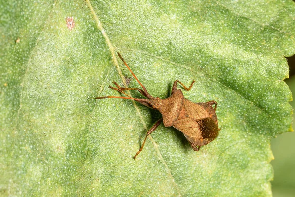 Insecte Forestier Brun Assis Sur Végétation Verte Gros Plan Sur — Photo