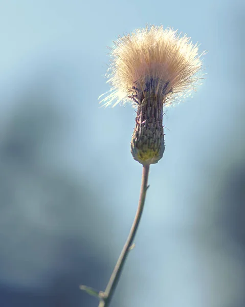 Thistle Weed Close Contre Ciel Bleu Illuminé Par Soleil — Photo