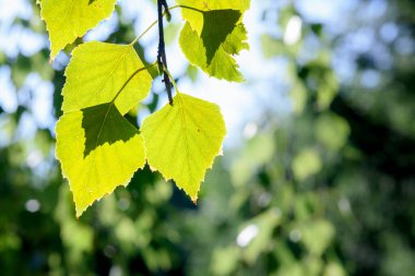 Yeşil huş yaprakları güneş ışığında, yakın bir dalda.