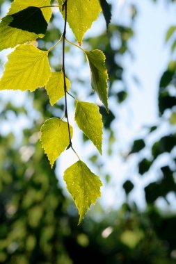Yeşil huş yaprakları güneş ışığında, yakın bir dalda.