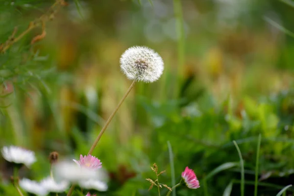 Pissenlit Simple Pelucheux Parmi Herbe Verte Gros Plan Mise Point — Photo