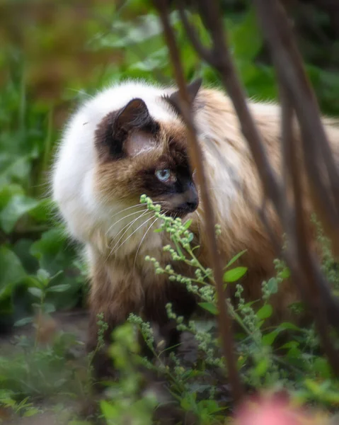 Domestic Cat Green Grass Close — Stock Photo, Image