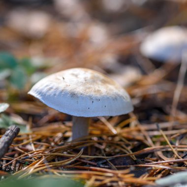 Ormandaki mantarlar çimenlerin içinde, doğal çevrede kapanıyor.