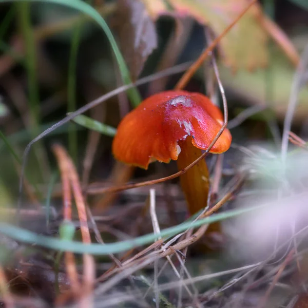 Champignon Dans Forêt Dans Herbe Près Dans Environnement Naturel — Photo