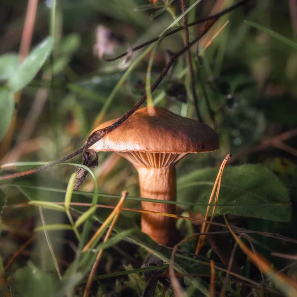 Grzyby Lesie Trawie Bliska Środowisku Naturalnym — Zdjęcie stockowe