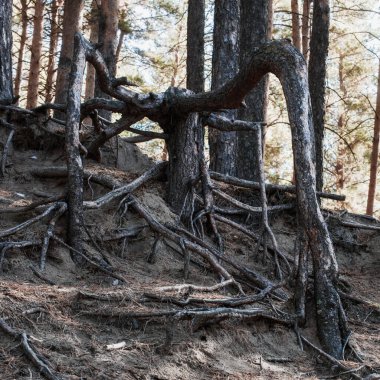 çıplak çam kökleri ağaçların arka planına yakın çekim