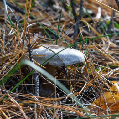 Ormandaki mantarlar çimenlerin içinde, doğal çevrede kapanıyor.