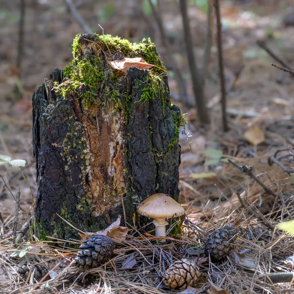 Stomp Bedekt Met Mos Paddenstoelen Dennenappels Onder Stomp Een Natuurlijke — Stockfoto