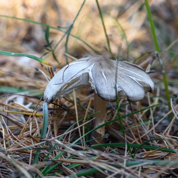 Mushroom Forest Grass Close Natural Environment — Stock Photo, Image