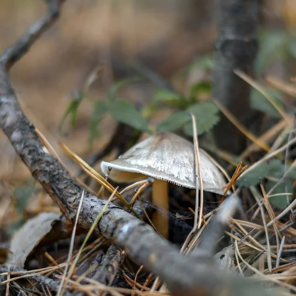 Champignon Dans Forêt Dans Herbe Près Dans Environnement Naturel — Photo