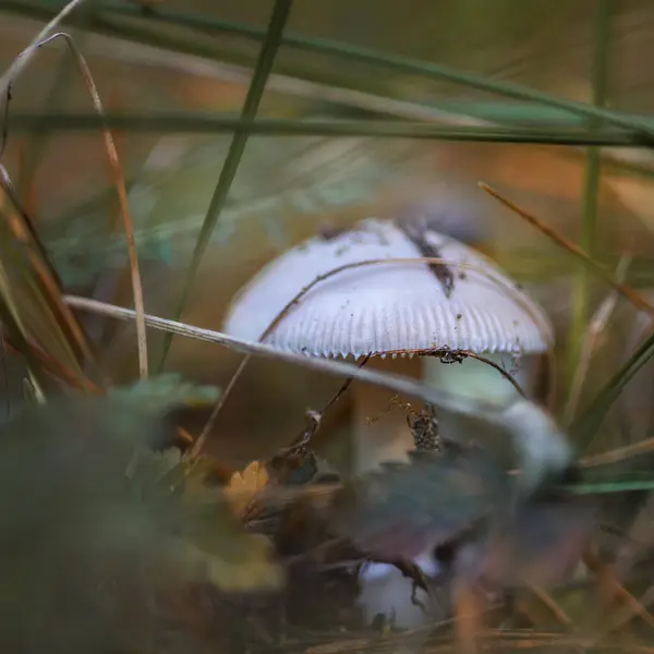 Champignon Dans Forêt Dans Herbe Près Dans Environnement Naturel — Photo