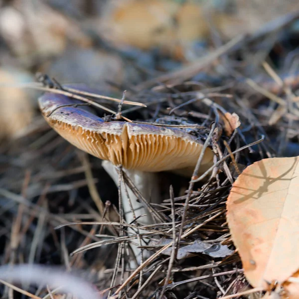 Champignon Dans Forêt Dans Herbe Près Dans Environnement Naturel — Photo