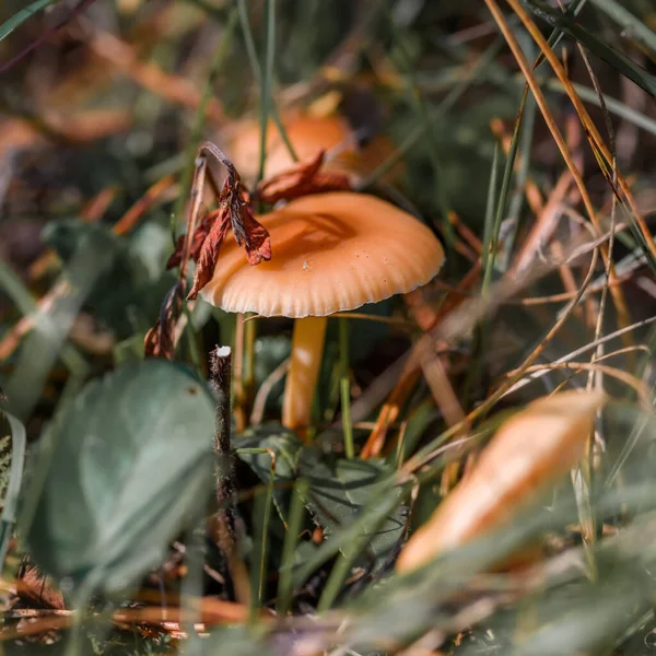 Grzyby Lesie Trawie Bliska Środowisku Naturalnym — Zdjęcie stockowe