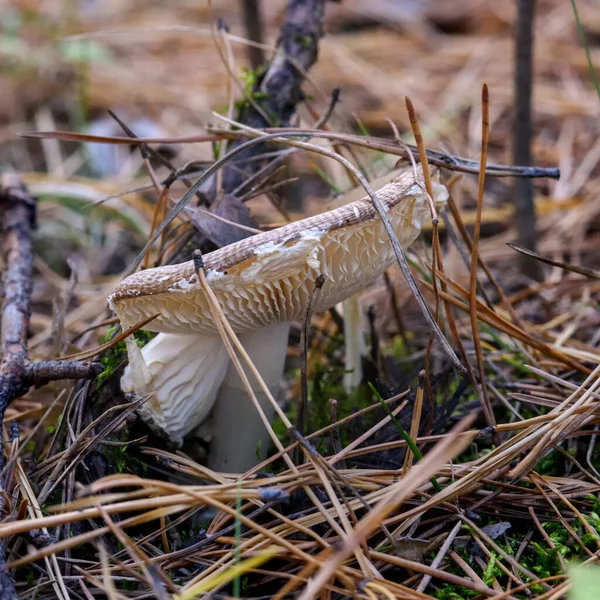 Champignon Dans Forêt Dans Herbe Près Dans Environnement Naturel — Photo