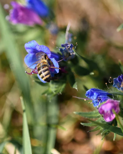 Abeille Recueille Pollen Dans Fleur Lilas Gros Plan Dans Environnement — Photo