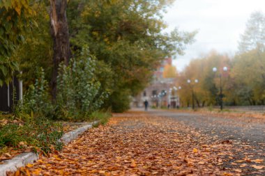 Düşen yapraklarla dolu sonbahar kentsel manzarası. Ön plana odaklan