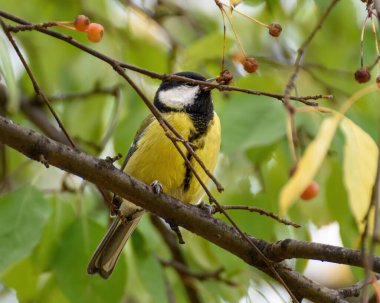 Tit sitting on a branch of red viburnum close-up. Focus to the foreground