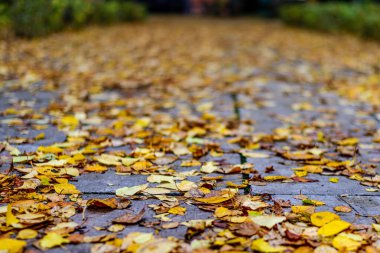 Park Avenue 'da sonbahar yaprakları, ön plana odaklan.