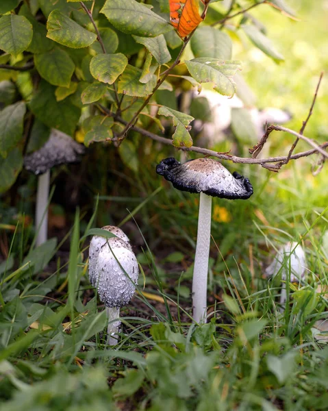 Grupa Grzybów Odchodowych Coprinus Comatus Zielonej Trawie Zbliżenie Selektywne Skupienie — Zdjęcie stockowe