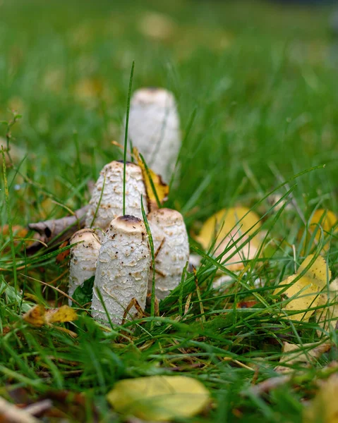 Groupe Champignons Bouse Blanche Coprinus Comatus Dans Herbe Verte Gros — Photo