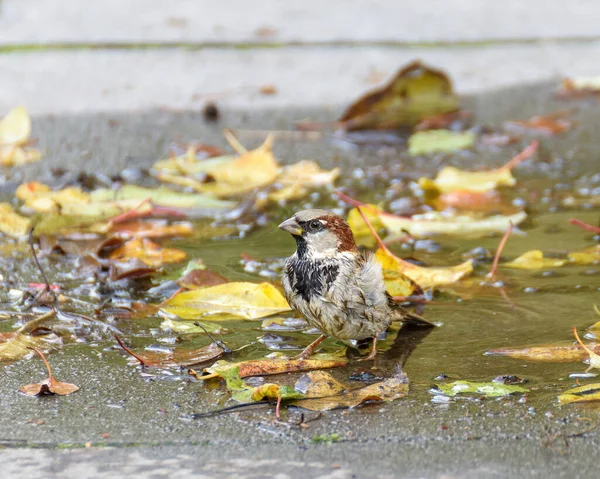 Sparrows bathe in an autumn puddle with yellow leaves, close-up. Focus to the foreground