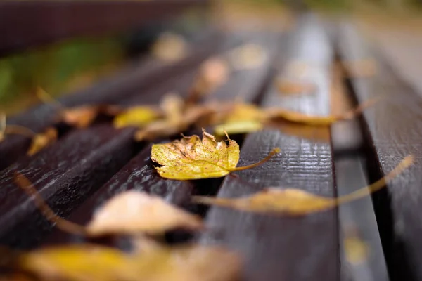 秋天的叶子在公园的长椅上 背景模糊 凹凸不平 免版税图库图片
