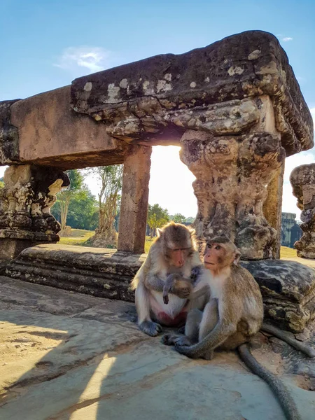 Monkey Mamma Och Baby Angkor Wat Komplex — Stockfoto