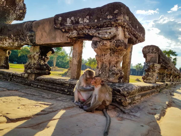 Scimmia Mamma Bambino Complesso Angkor Wat — Foto Stock